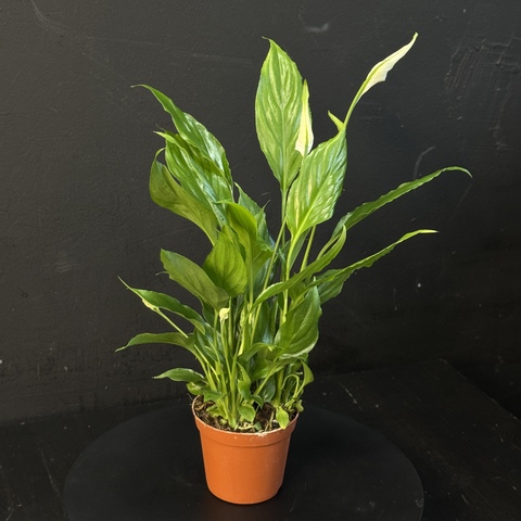 Спатифиллум