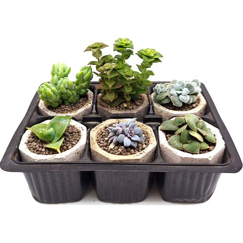 Набор суккулентов D5 №95368