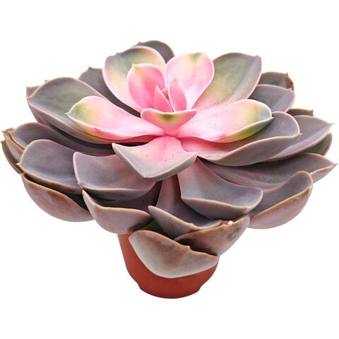 Суккулент Эхеверия Пинк Драгон D8