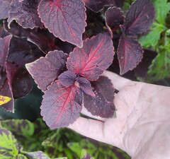 Красный закат UO колеус КСР