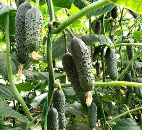 Огурец Рубато