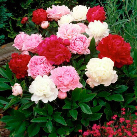 Пион древовидный Микс