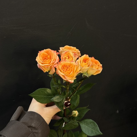 Роза кустовая 4 good twinkles 50 см / 1 шт