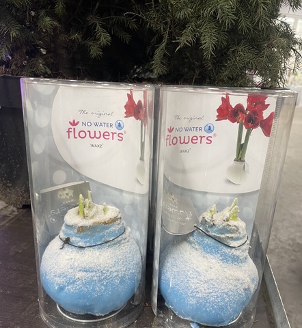 Гиппеаструм Голубой заснеженный