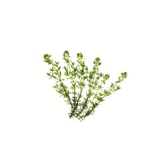 CdS. Тимьян хт. туянол (Thyme ct. Thuyanol) – 5 ml