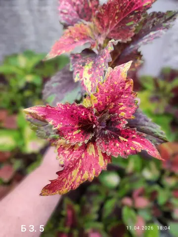 БЗ. 5 колеус