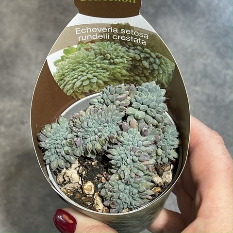 Эхеверия Сетоза Рунделли Кристата d7