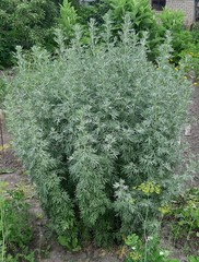 Teofrast Полынь горькая Artemisia absinthium