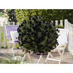 32108 Петуния SWEETUNIA BLACK SATIN (ВЕСНА 2025)