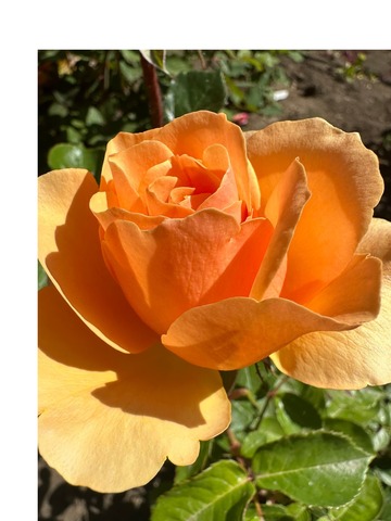 Гарден Глори(Garden Glory)