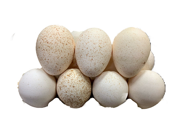 Яйца купить нижний новгород. Индюшиные яйца. Яйцо дикого гуся. Раскупают яйца. Заказать яйцо.