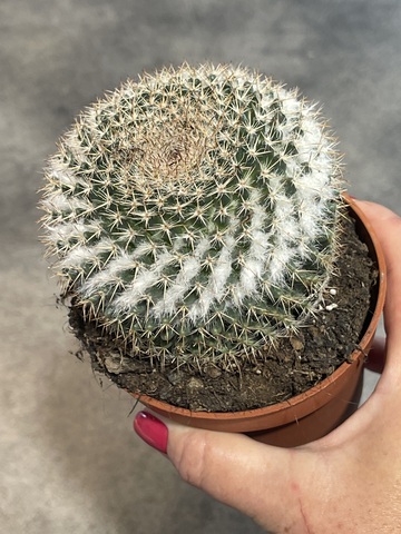 Маммиллярия Формоза d10