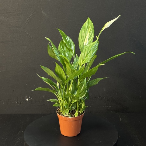 Спатифиллум