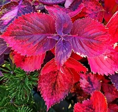 Донна Тай колеус КСР