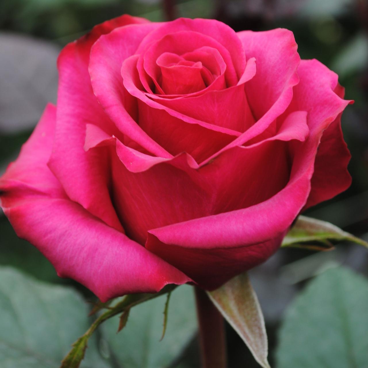Роза джиральдо фото и описание