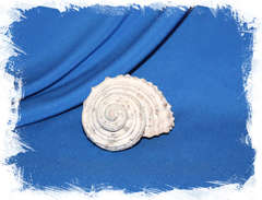 Раковина Турбо натуральная (Seashell Turban) 9 см.