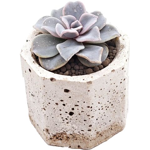 Суккулент Эхеверия Криспи Бьюти