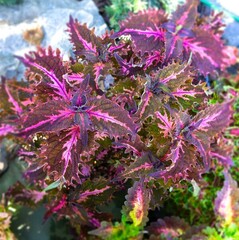 Дарина Тай колеус КСР