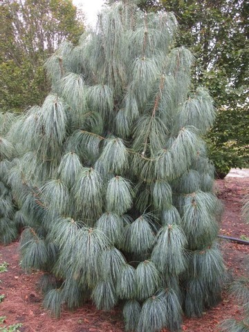 Teofrast Сосна гималайская Pinus wallichiana