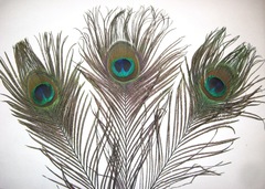Перья павлина  с крупным глазком ,  01 натуральный (длина около 25 см.)