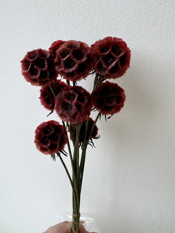 Скабиоза стаб. Винный