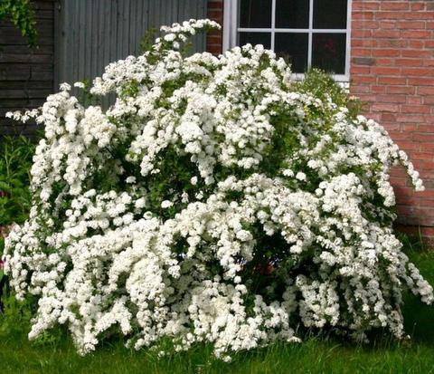 Спирея Аргута