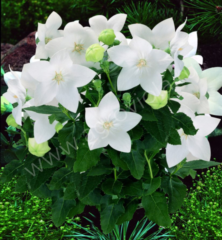 S6203 Платикодон Pop Star White 100 шт.