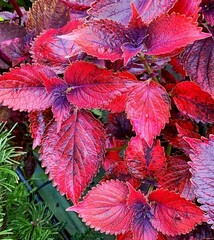 Донна Тай колеус КСР