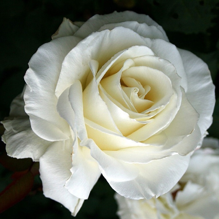 Роза чайно гибридная боинг фото и описание