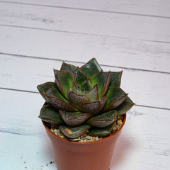Echeveria Purpusorum (Эхеверия)
