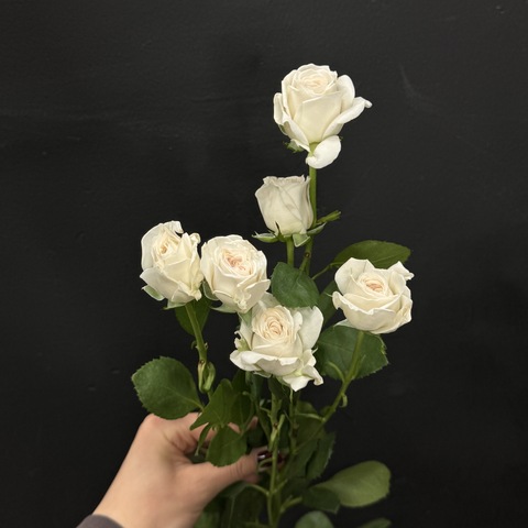 Роза кустовая birds song 60 см / 1 шт