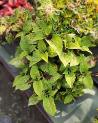 Иней Тай колеус КСР