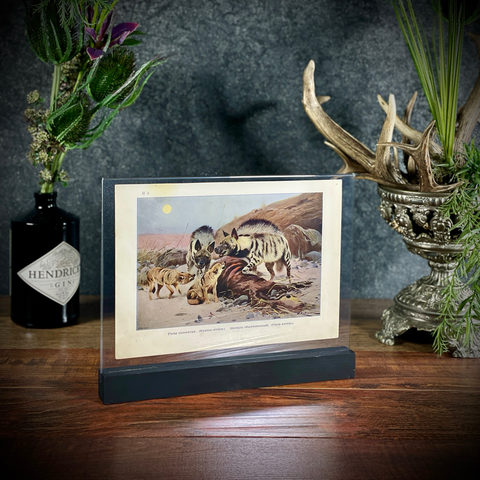 Хромолитография «Полосатая гиена и шакал обыкновенный»