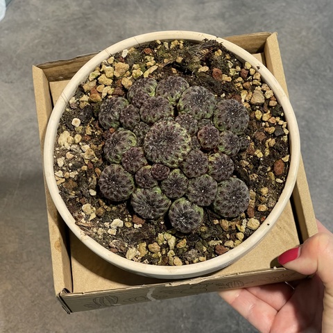 Сулкоребуция Рауши Фиолетовая в керамике d15