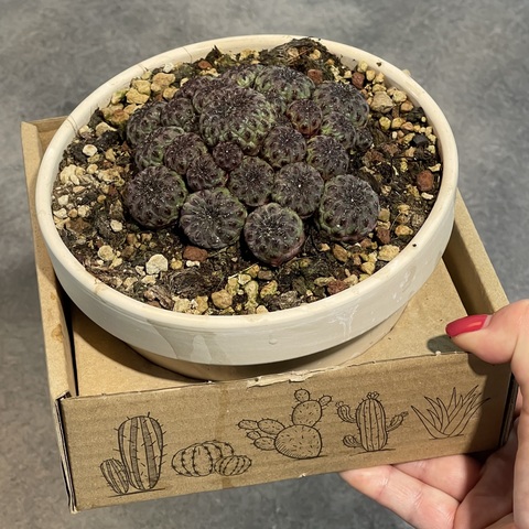 Сулкоребуция Рауши Фиолетовая в керамике d15