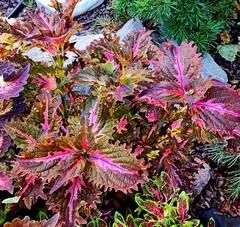 Дарина Тай колеус КСР