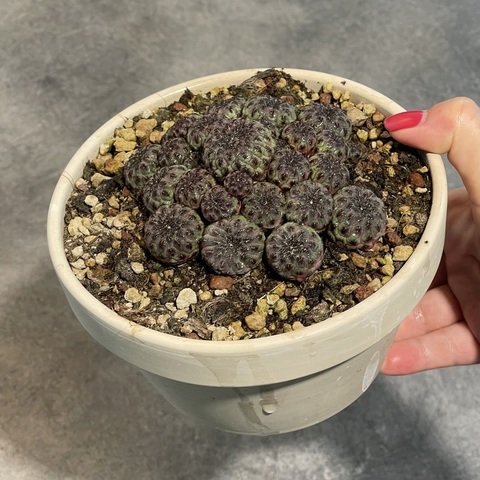 Сулкоребуция Рауши Фиолетовая в керамике d15