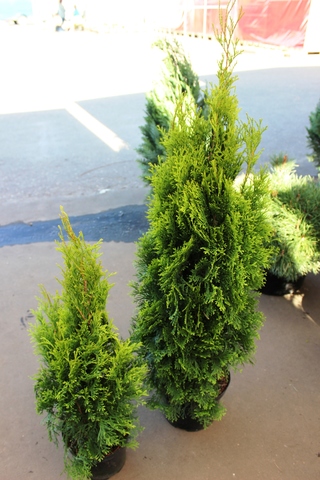 Туя смарагд купить в спб