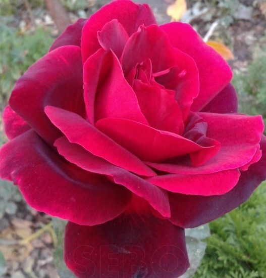 Роза чайно гибридная ингрид бергман фото и описание