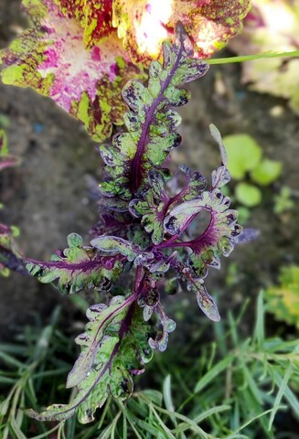 Водяной колеус