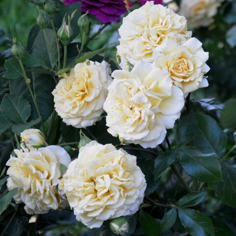 Мирей Дюма (Mireille Dumas)