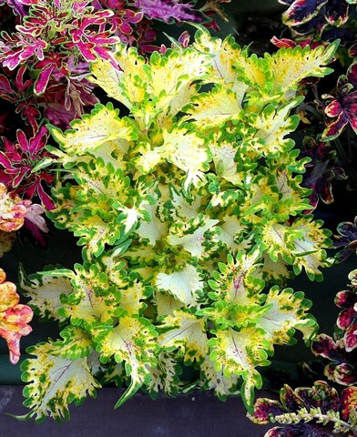 Лимончелло LO колеус КСР