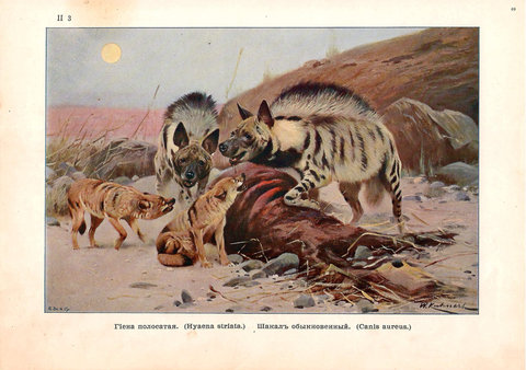 Хромолитография «Полосатая гиена и шакал обыкновенный»