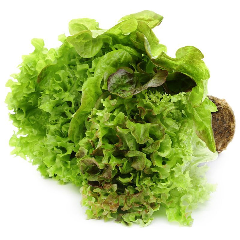 Зелень свежая салат листовой в горшочке Теплицы Балтики