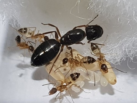 Муравьи Camponotus albosparsus