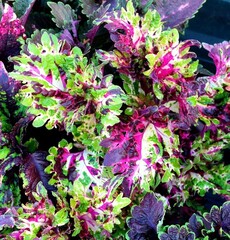 Итальянский шик UO колеус КСР