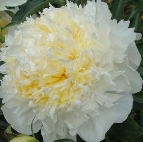 Пион молочноцветковый Чеддер Чиз