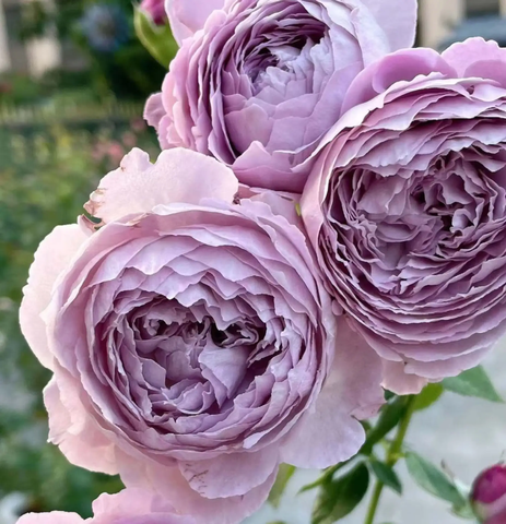 Блю силк балл(BLUE SILK BALL)