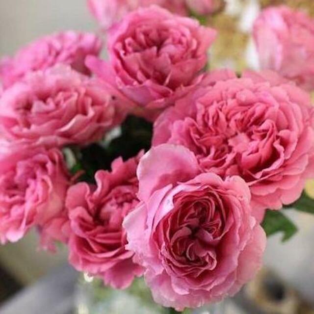 Принцесса Каори (Princess Kaori) - Розы Японской Селекции - Розы - Каталог