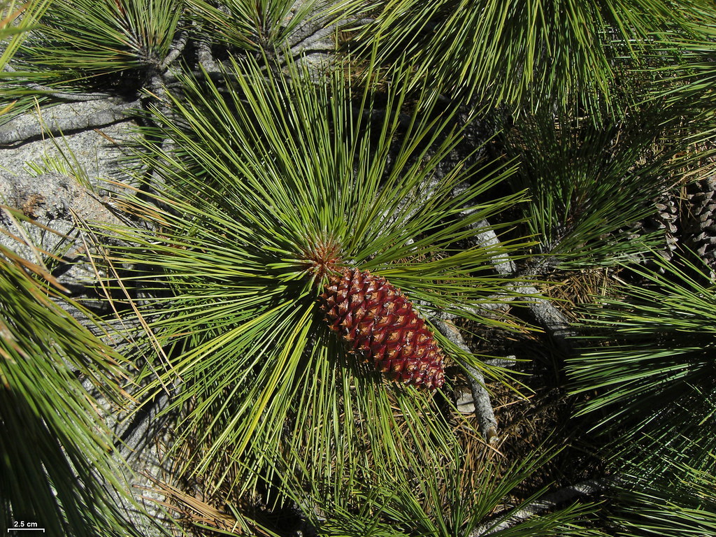Семена Сосна Джеффри Pinus jeffreyi